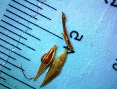 Rhynchospora glomerata