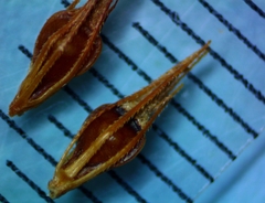 Rhynchospora glomerata