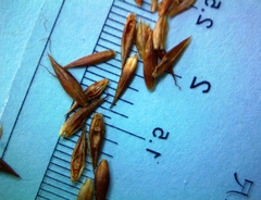 Rhynchospora glomerata