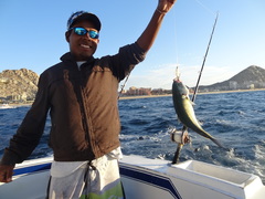 Caranx caballus