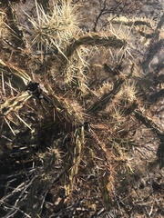 Cylindropuntia acanthocarpa