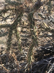 Cylindropuntia acanthocarpa