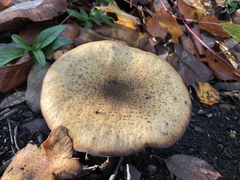 Armillaria mellea