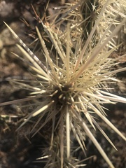 Cylindropuntia acanthocarpa