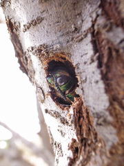 Steraspis squamosa