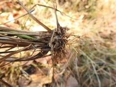 Rhynchospora glomerata