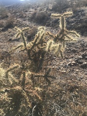Cylindropuntia acanthocarpa