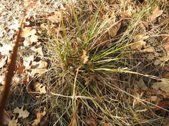 Rhynchospora glomerata