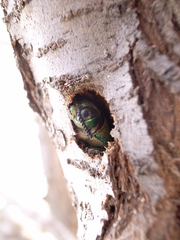 Steraspis squamosa