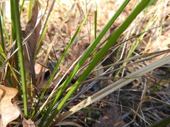 Rhynchospora glomerata