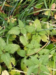 Urtica dioica