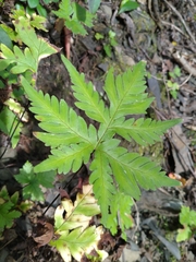 Doryopteris concolor