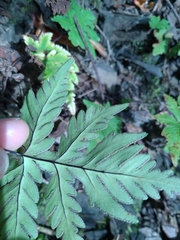 Doryopteris concolor
