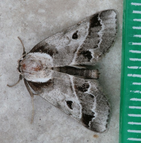 Doubleday's Baileya Moth