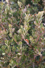 Juniperus oxycedrus image