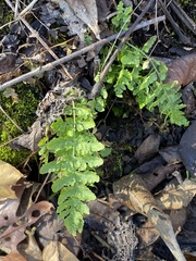 Woodsia obtusa