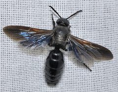 Scolia carbonaria