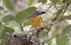 Malaconotus blanchoti