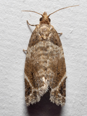 Acroceuthes oxygrammana