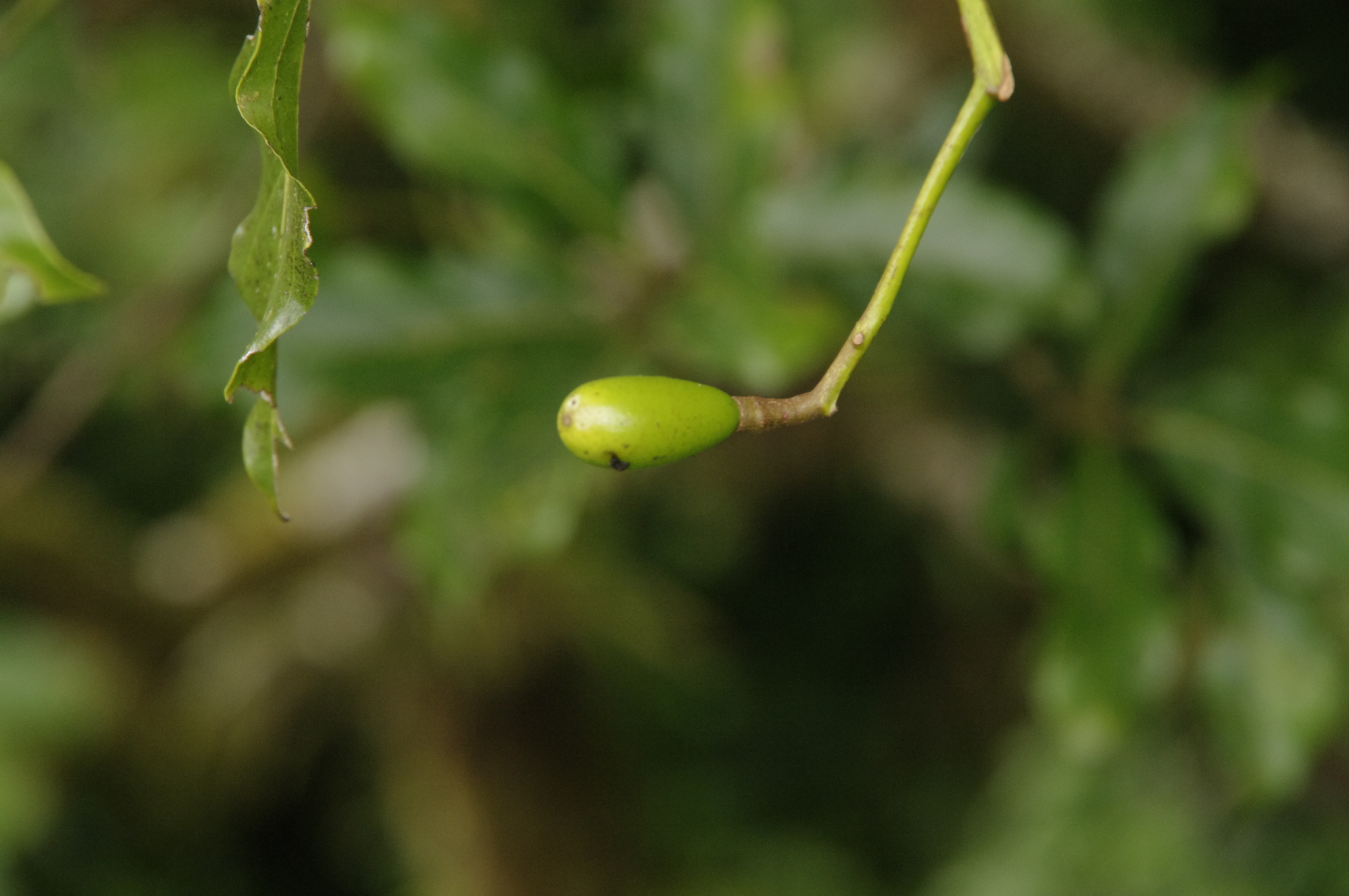 Beilschmiedia costaricensis