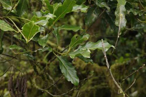 Beilschmiedia costaricensis, photograph 1