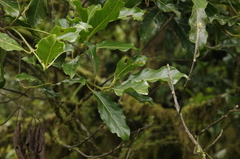 Beilschmiedia costaricensis, photograph (c) Eric Knight, some rights reserved (CC BY)