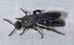 Scolia carbonaria