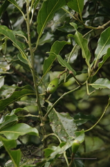 Beilschmiedia costaricensis, photograph (c) Eric Knight, some rights reserved (CC BY)