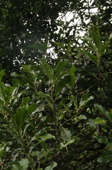 Beilschmiedia costaricensis, photograph (c) Eric Knight, some rights reserved (CC BY)