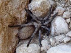 Ischnocolus jickelii