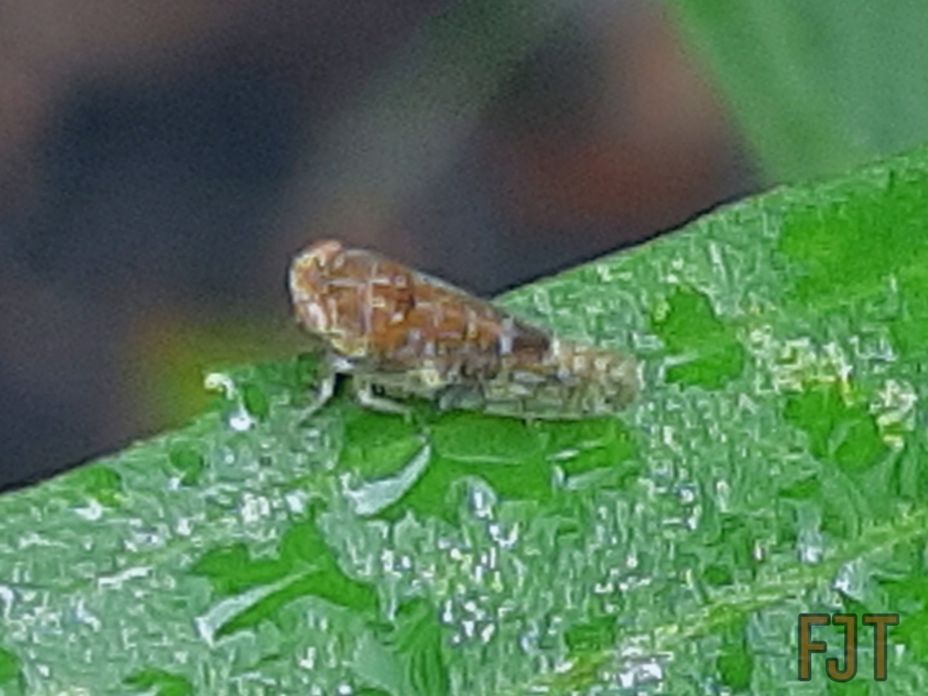 Acunasus nigriviridis