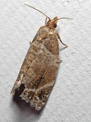 Acroceuthes oxygrammana