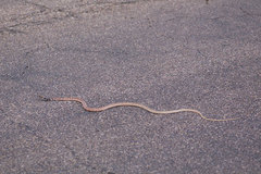 Masticophis flagellum piceus