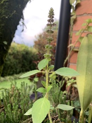 Ocimum tenuiflorum