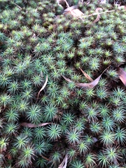 Dawsonia polytrichoides