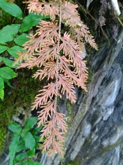 Selaginella involvens