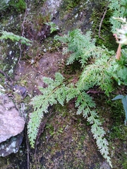 Selaginella involvens