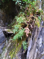 Selaginella involvens