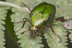 Pseudochalcothea spathulifera