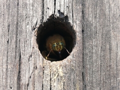 Neoxylocopa