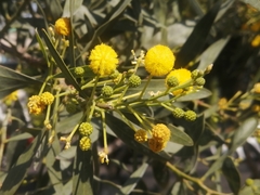 Acacia retinodes