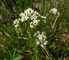 Valeriana dioica