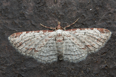 Eupithecia costalis