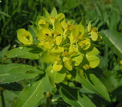 Euphorbia austriaca