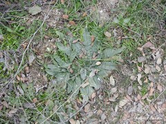 Echium vulgare pustulatum