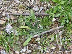 Echium vulgare pustulatum