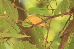 Zosterops anderssoni