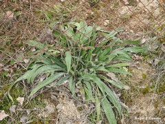 Echium vulgare pustulatum