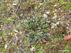Pimpinella villosa