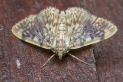 Glyphodes